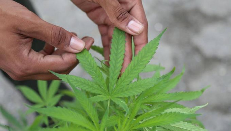 Grupo de células interviene en la pérdida de memoria por cannabis en adolescentes